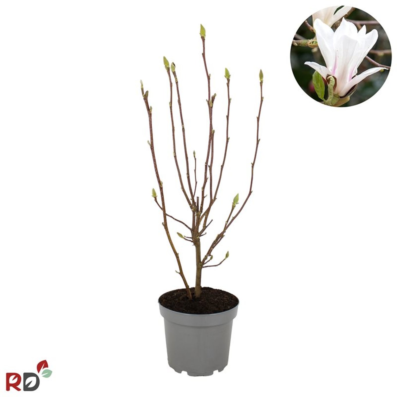 Magnolia soul. 'Alba Superba' - C7.5 60-80 CM